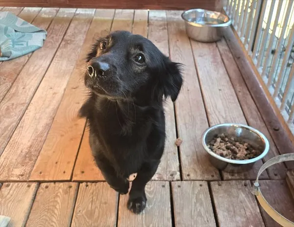 Pies do adopcji, Gorzów Wielkopolski, 24 września 2025