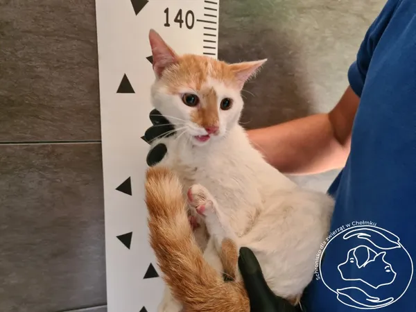 Kot do adopcji, Chełmek, 2 września 2025