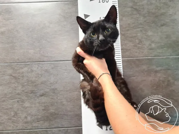 Kot do adopcji, Chełmek, 25 sierpnia 2025