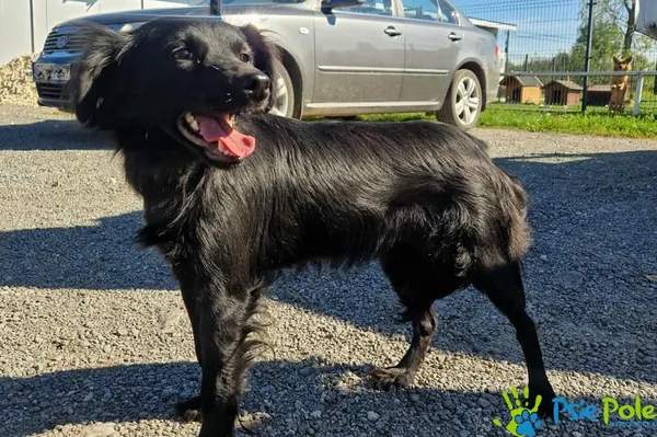 Pies do adopcji, Racławice, 22 września 2025 (2/5)