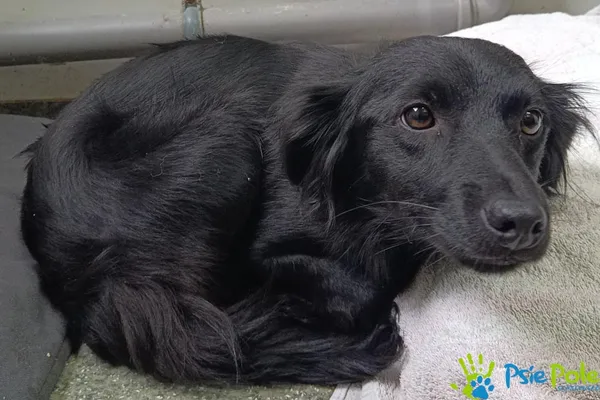 Pies do adopcji, Racławice, 22 września 2025 (5/5)