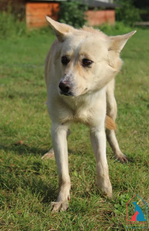 Pies do adopcji, Grudziądz, 5 września 2025