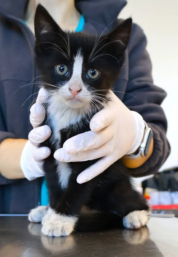 Znaleziono kota, Łódź, 24 września 2025 (2/2)