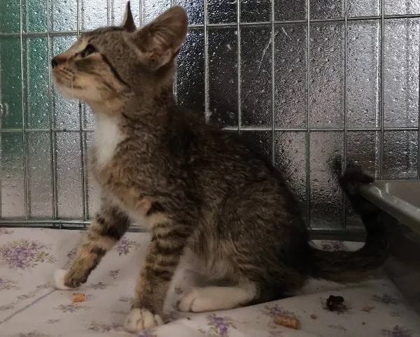 Znaleziono kota, Łódź, 23 września 2025 (1/2)