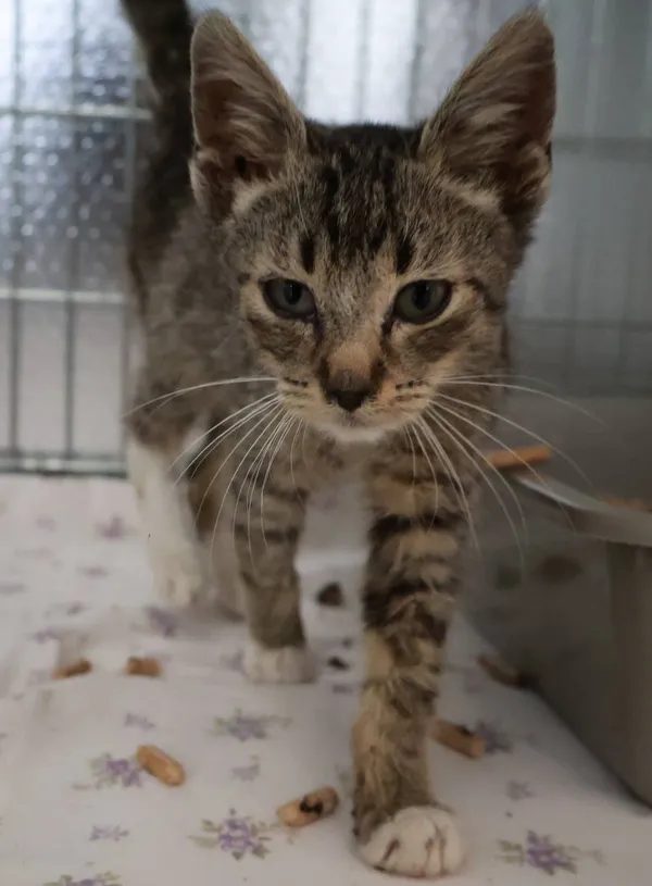 Znaleziono kota, Łódź, 23 września 2025 (2/2)