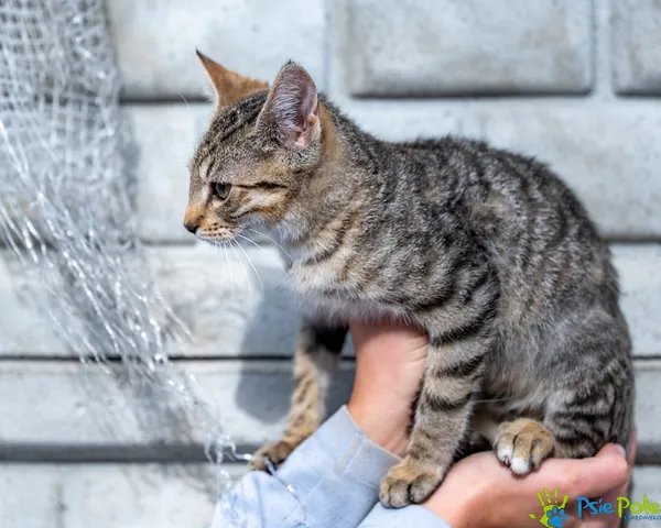 Znaleziono kota, Racławice, 17 września 2025 (1/5)