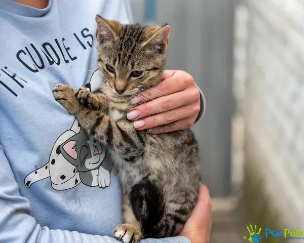 Znaleziono kota, Racławice, 17 września 2025 (4/5)