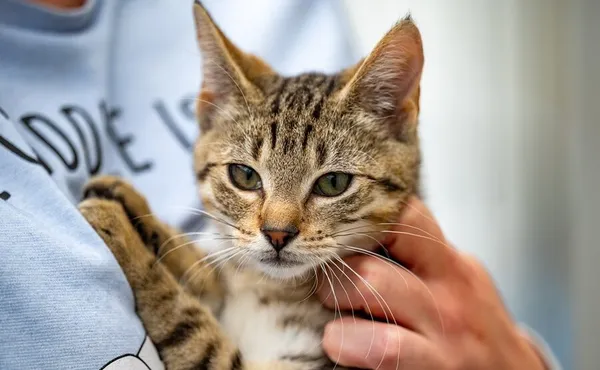 Znaleziono kota, Racławice, 17 września 2025 (5/5)