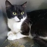Znaleziono kota
