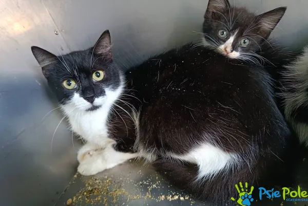 Znaleziono kota, Racławice, 17 września 2025 (2/2)