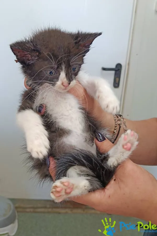 Znaleziono kota, Racławice, 17 września 2025 (1/3)