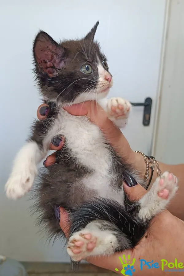 Znaleziono kota, Racławice, 17 września 2025 (2/3)