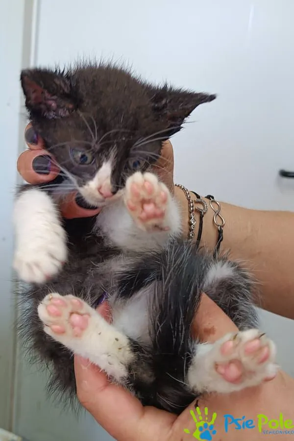 Znaleziono kota, Racławice, 17 września 2025 (3/3)