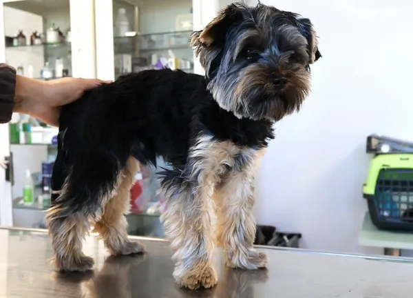 Znaleziono psa, Łódź, 24 września 2025 (1/2)