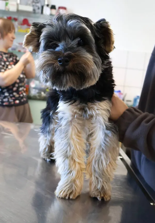 Znaleziono psa, Łódź, 24 września 2025 (2/2)