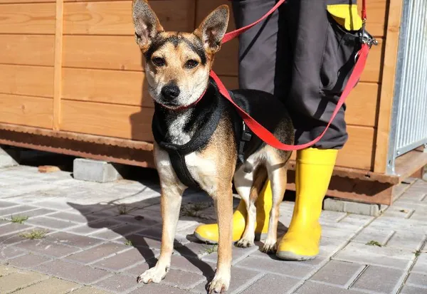 Znaleziono psa, Łódź, 24 września 2025 (1/2)