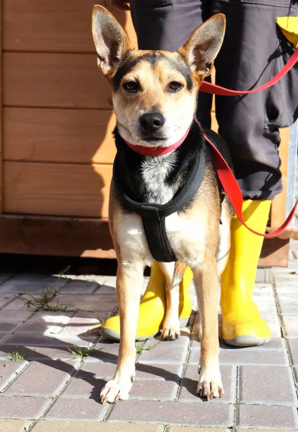 Znaleziono psa, Łódź, 24 września 2025 (2/2)