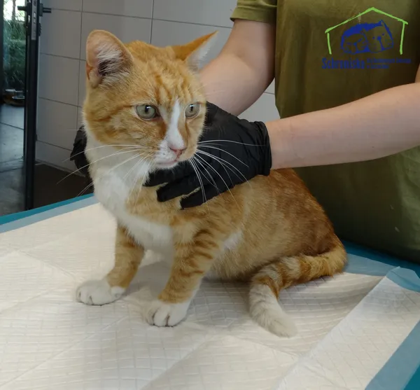 Znaleziono kota, Szczecin, 24 września 2025