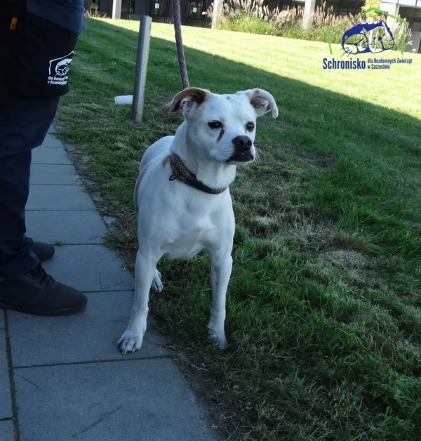 Znaleziono psa, Szczecin, 24 września 2025