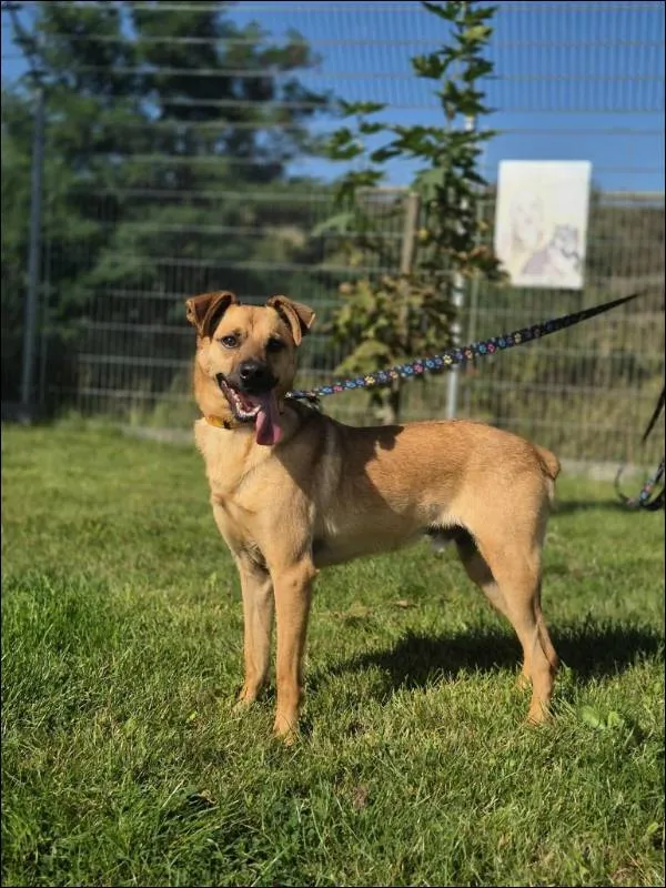 Znaleziono psa, Grudziądz, 2 maja 2022