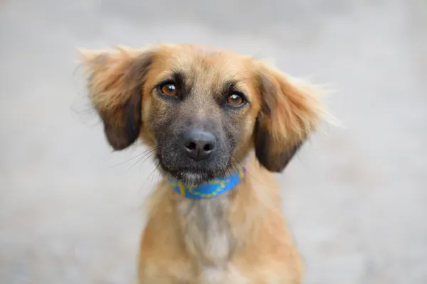 Pies do adopcji, Nowodwór, 24 września 2025 (2/3)