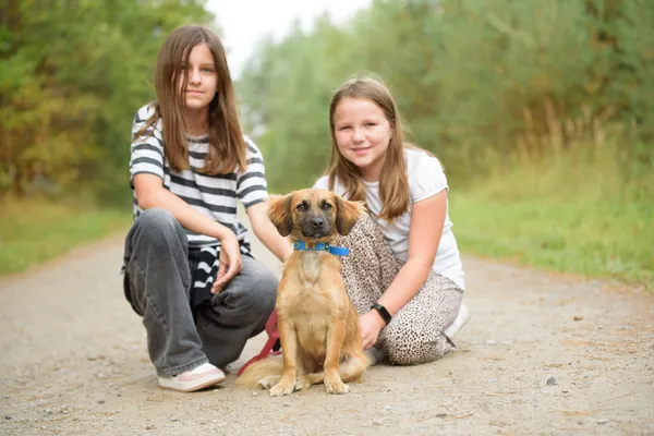 Pies do adopcji, Nowodwór, 24 września 2025 (3/3)