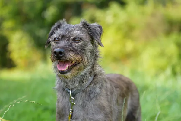 Pies do adopcji, Nowodwór, 24 września 2025 (5/5)