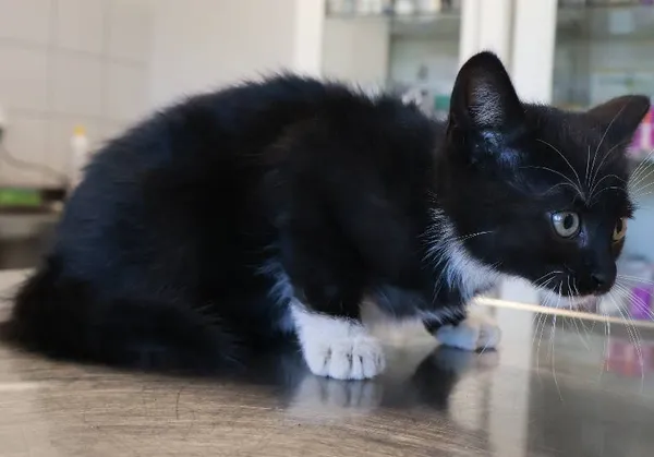 Znaleziono kota, Łódź, 24 września 2025 (1/2)