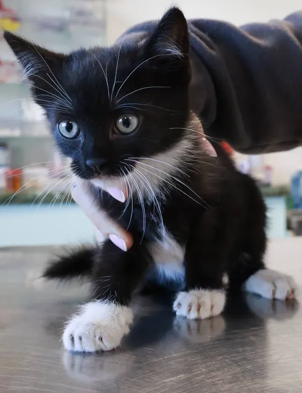 Znaleziono kota, Łódź, 24 września 2025 (2/2)