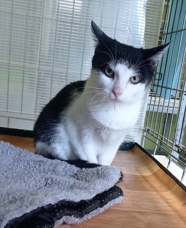 Kot do adopcji, Racibórz, 22 września 2025