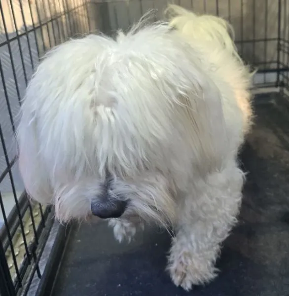 Znaleziono psa, Radom, 24 września 2025