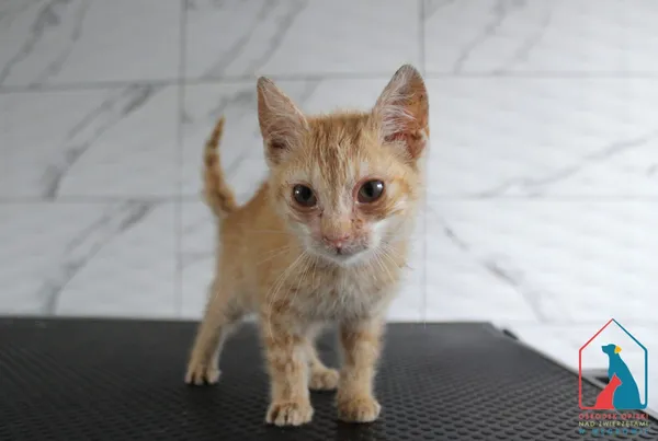 Kot do adopcji, Grudziądz, 1 września 2025