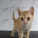 Kot do adopcji