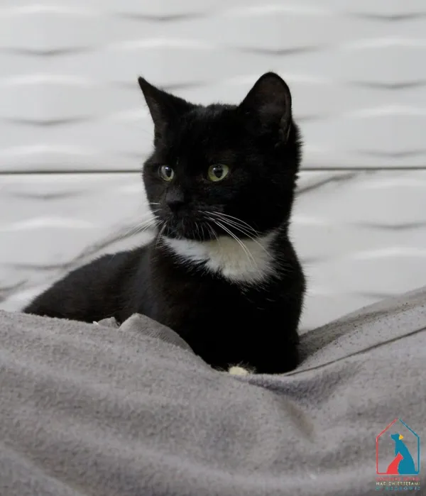 Kot do adopcji, Grudziądz, 1 września 2025 (1/5)