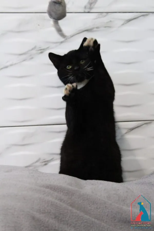 Kot do adopcji, Grudziądz, 1 września 2025 (2/5)