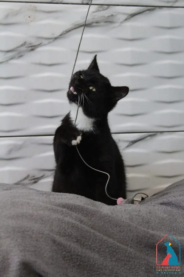 Kot do adopcji, Grudziądz, 1 września 2025 (3/5)