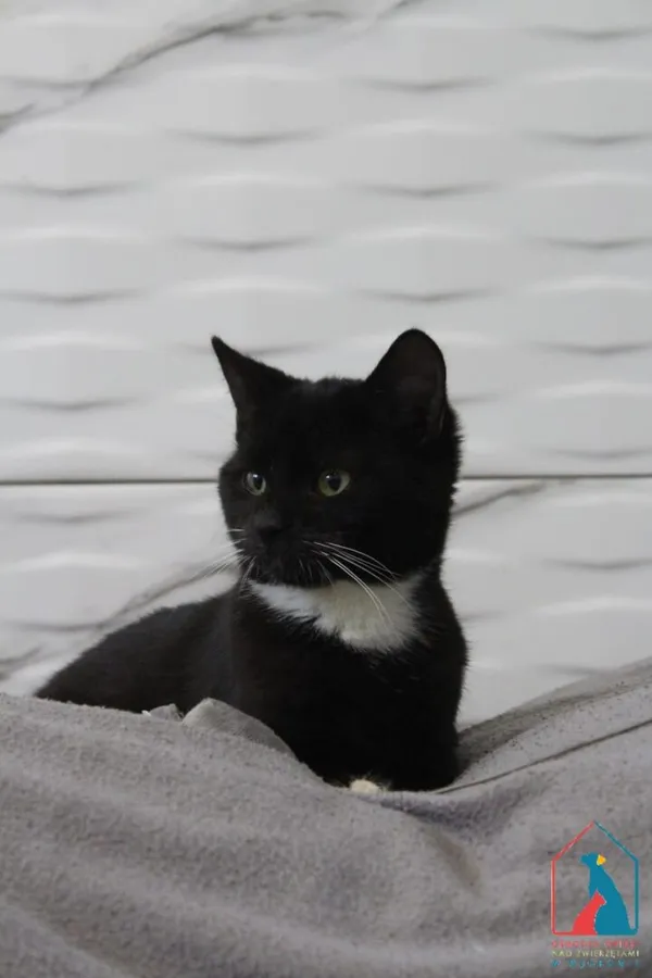 Kot do adopcji, Grudziądz, 1 września 2025 (4/5)