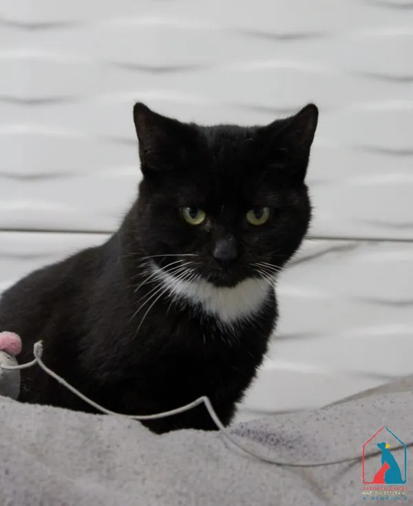 Kot do adopcji, Grudziądz, 1 września 2025 (5/5)