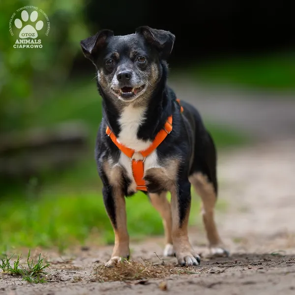 Pies do adopcji, Gdynia, 25 września 2025 (2/4)