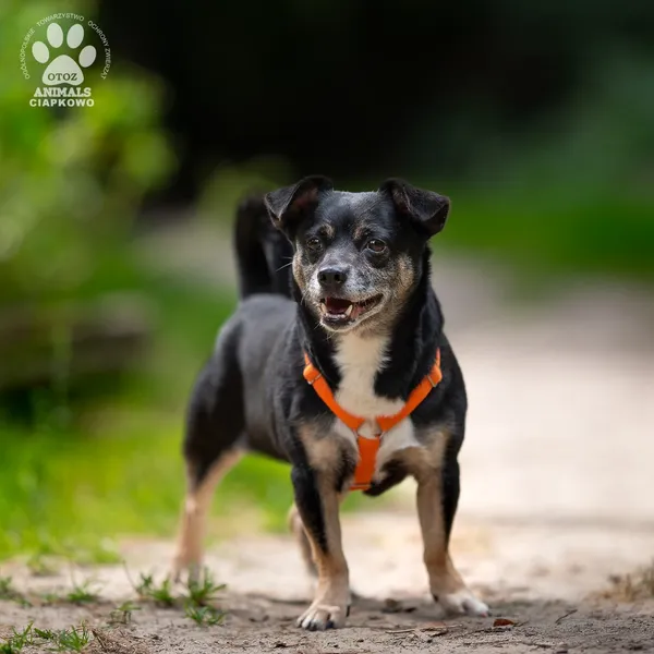 Pies do adopcji, Gdynia, 25 września 2025 (3/4)