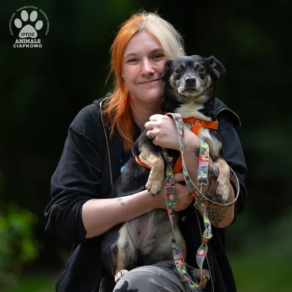 Pies do adopcji, Gdynia, 25 września 2025 (4/4)