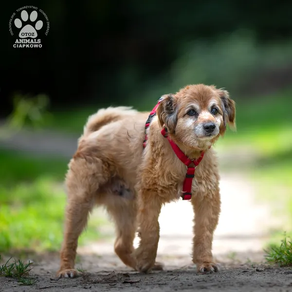 Pies do adopcji, Gdynia, 25 września 2025 (2/4)