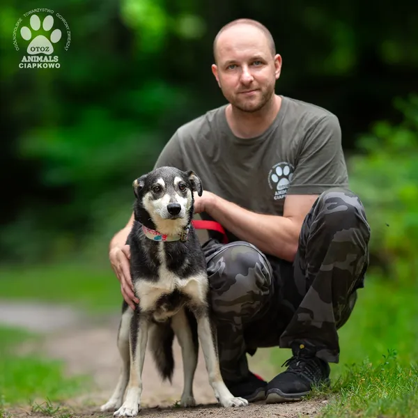 Pies do adopcji, Gdynia, 25 września 2025 (2/4)