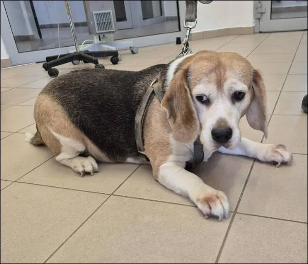 Znaleziono psa, Grudziądz, 25 września 2025