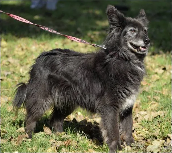 Znaleziono psa, Grudziądz, 2 lipca 2018