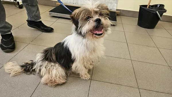 Pies do adopcji, Choszczno, 24 września 2025