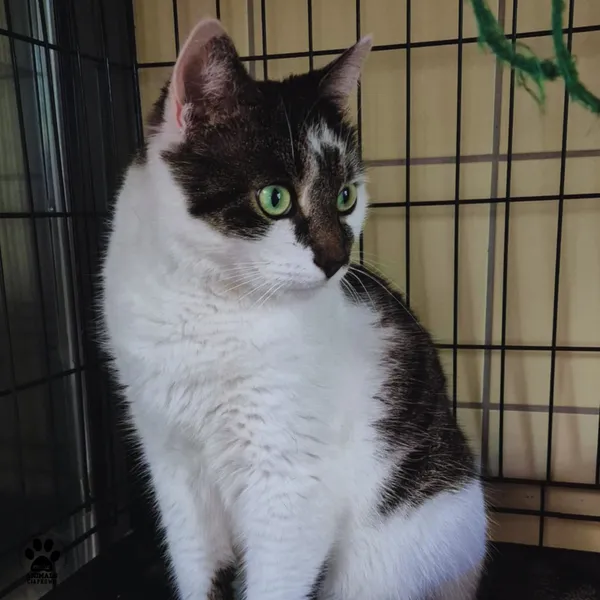 Kot do adopcji, Gdynia, 25 września 2025 (4/5)