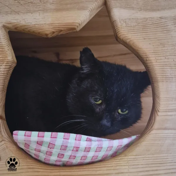 Kot do adopcji, Gdynia, 25 września 2025 (3/5)