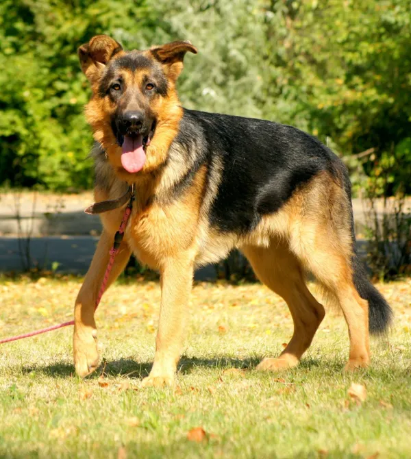 Pies do adopcji, Konin, 23 lipca 2025 (1/2)