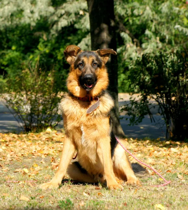 Pies do adopcji, Konin, 23 lipca 2025 (2/2)